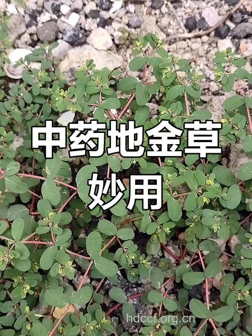 遍地金的功效与作用 遍地金图片