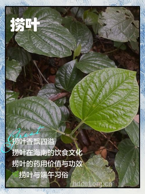 菝葜叶的功效与作用 菝葜叶图片