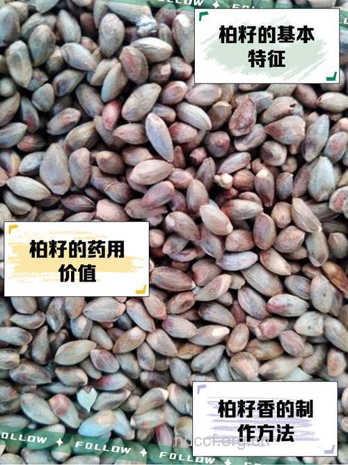 柏脂的功效与作用 柏脂图片