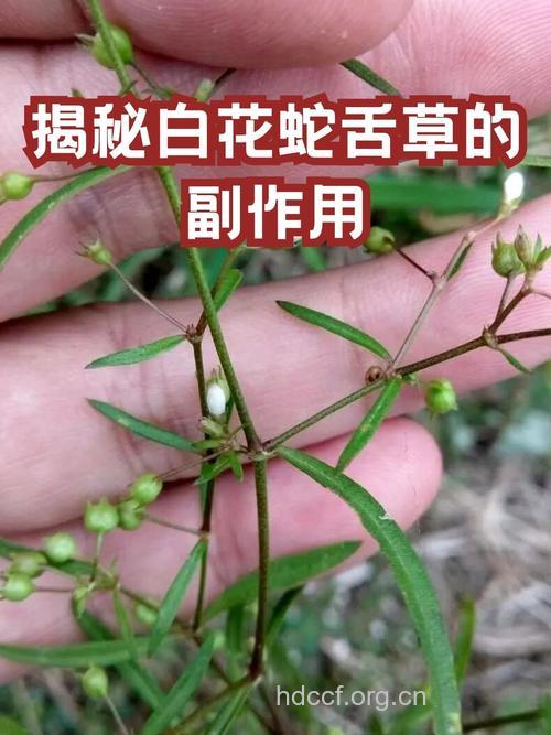 白花蛇目睛的功效与作用 白花蛇目睛图片
