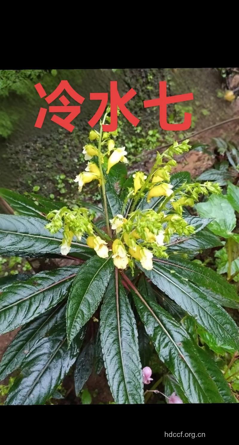 霸王七的功效与作用 霸王七图片