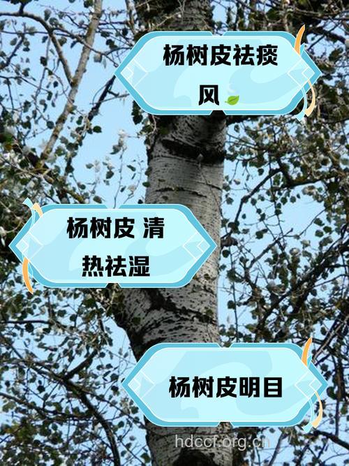 白杨树皮的功效与作用 白杨树皮图片