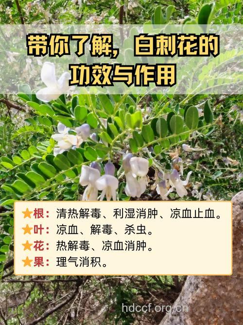 白刺花的功效与作用 白刺花图片