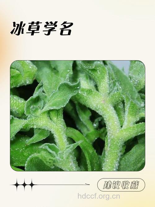 冰草白穗的功效与作用 冰草白穗图片