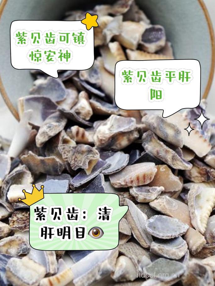 贝齿的功效与作用 贝齿图片
