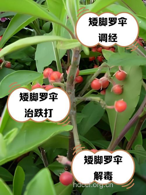 矮脚罗伞的功效与作用 矮脚罗伞图片