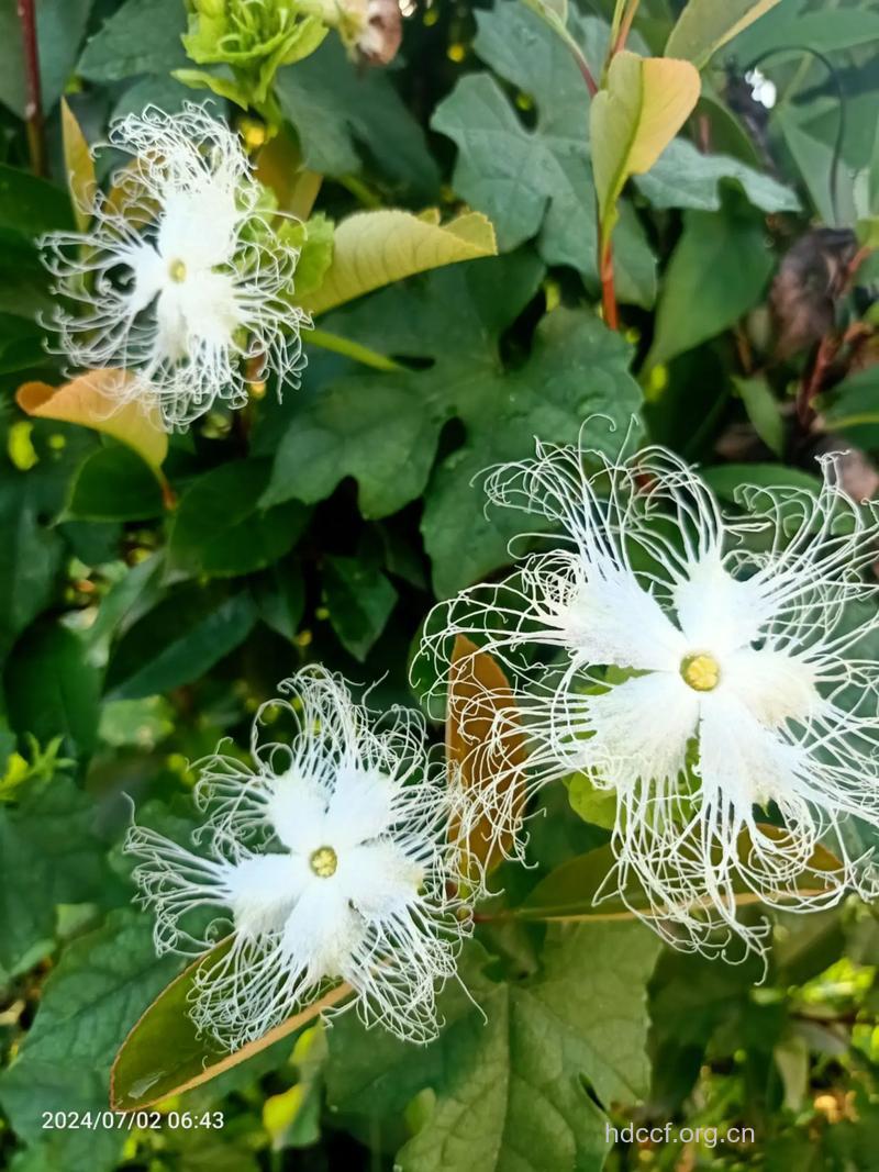 白云瓜花的功效与作用 白云瓜花图片