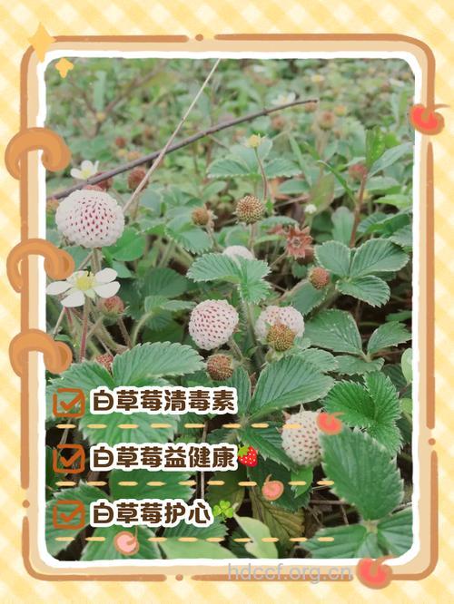 白草莓的功效与作用 白草莓图片