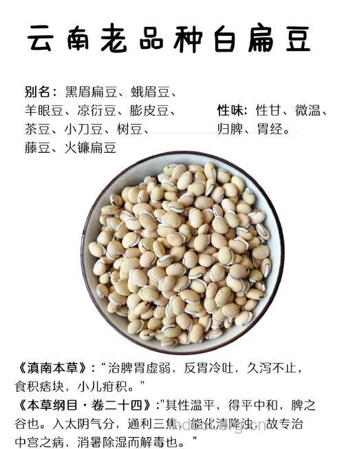 白豆的功效与作用 白豆图片