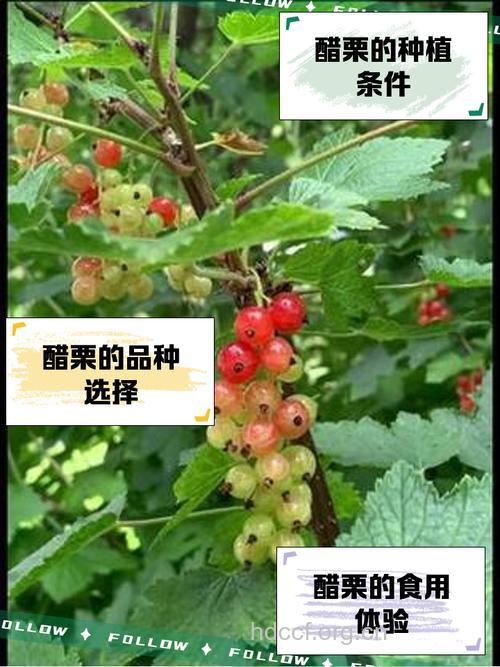 矮醋栗的功效与作用 矮醋栗图片