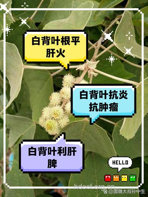 白背叶的功效与作用 白背叶图片