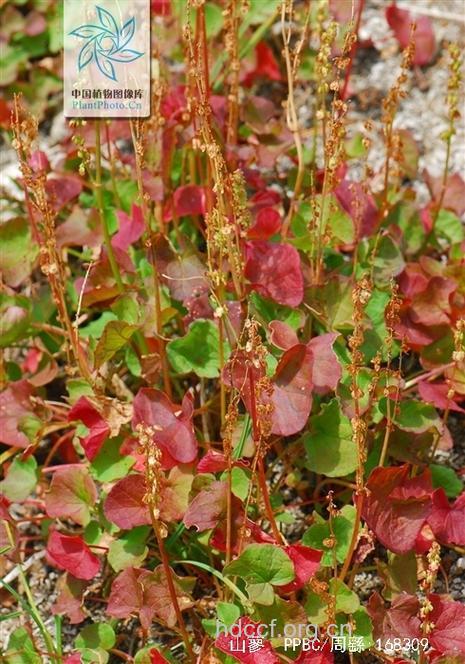 白山蓼的功效与作用 白山蓼图片