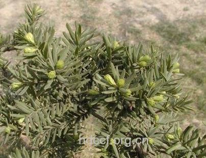 不凋木的功效与作用 不凋木图片