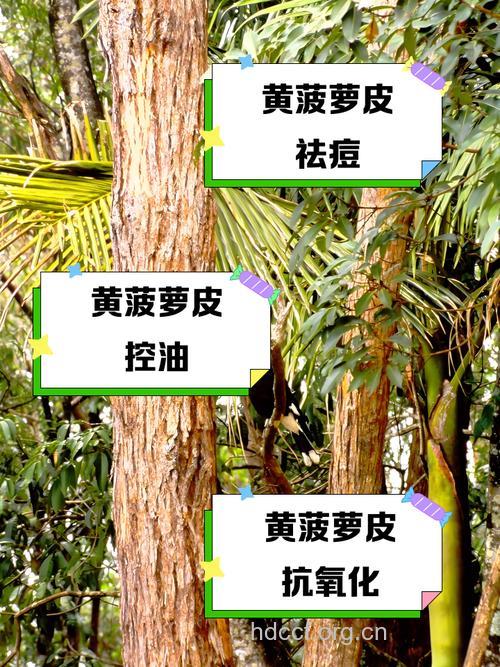 菠萝皮的功效与作用 菠萝皮图片