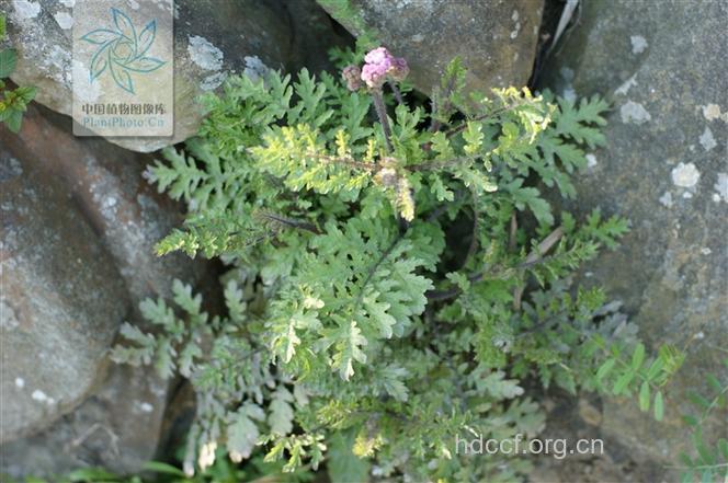 杯菊的功效与作用