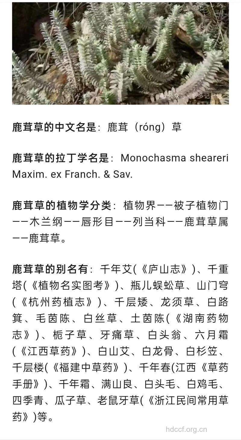 白毛鹿茸草的功效与作用