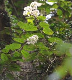 斑鸠占叶的功效与作用 斑鸠占叶图片