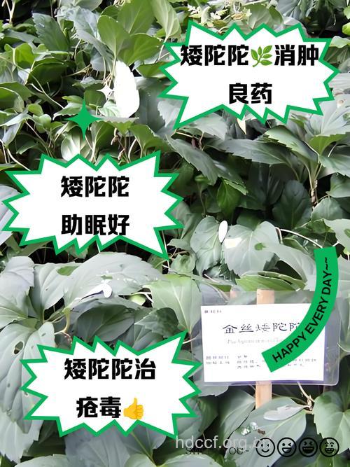 矮陀陀的功效与作用 矮陀陀图片