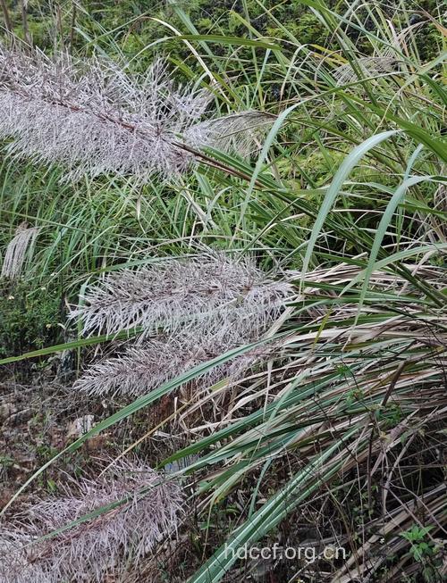 斑茅花的功效与作用 斑茅花图片