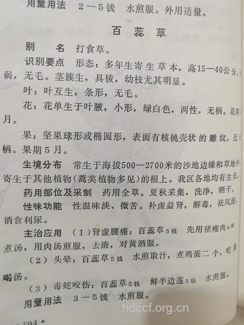 百蕊草的功效与作用 百蕊草图片