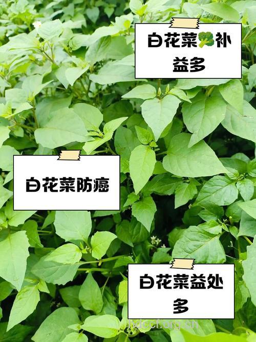 白花苋的功效与作用 白花苋图片