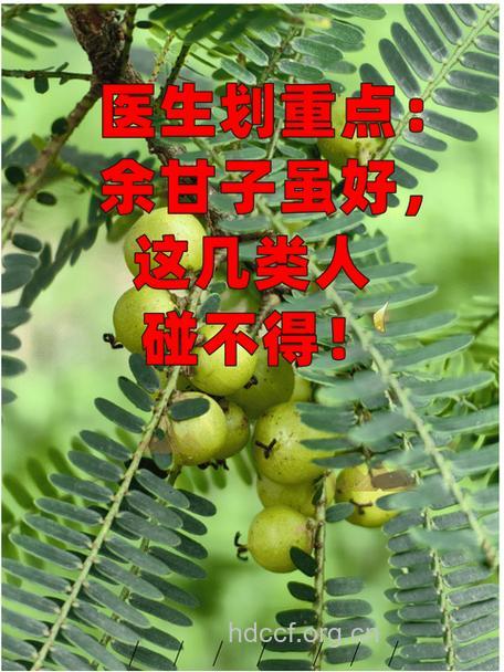 庵摩勒的功效与作用 庵摩勒图片