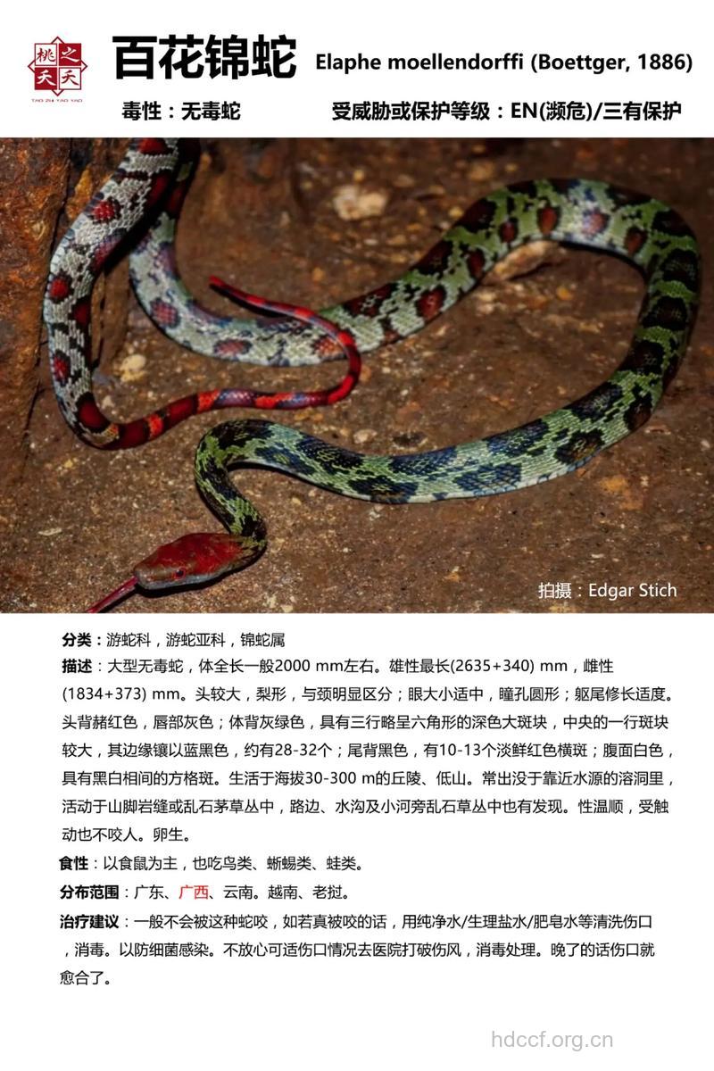 百花锦蛇的功效与作用
