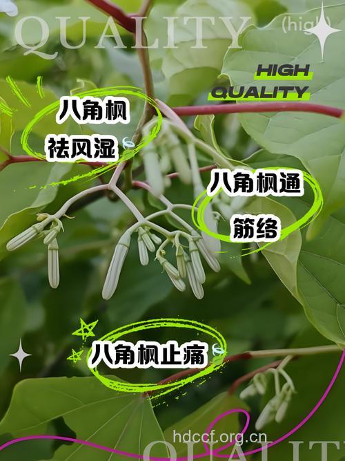 八角枫花的功效与作用 八角枫花图片