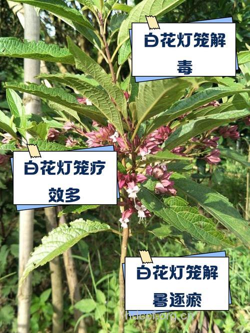 白花灯笼的功效与作用 白花灯笼图片