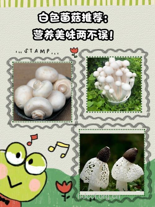 白乳菇的功效与作用 白乳菇图片