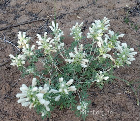 白龙穿彩的功效与作用 白龙穿彩图片