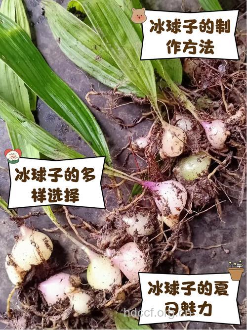 冰球子的功效与作用 冰球子图片