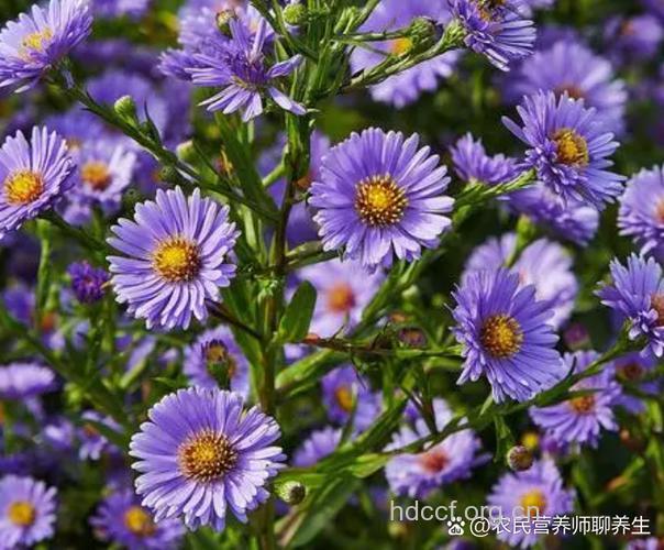 白地紫菀的功效与作用 白地紫菀图片