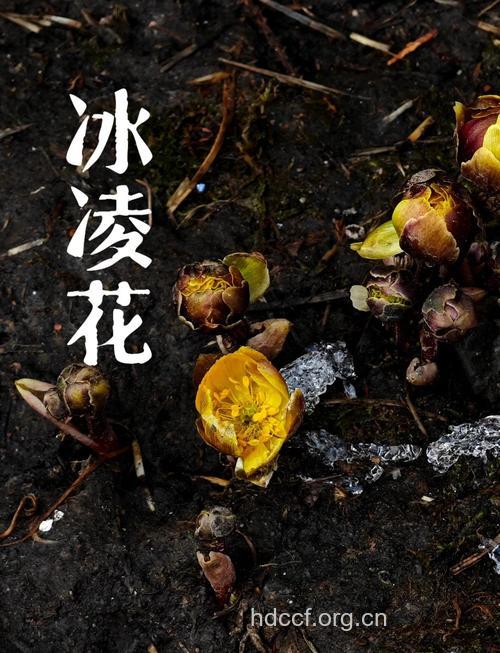 冰凉花的功效与作用 冰凉花图片