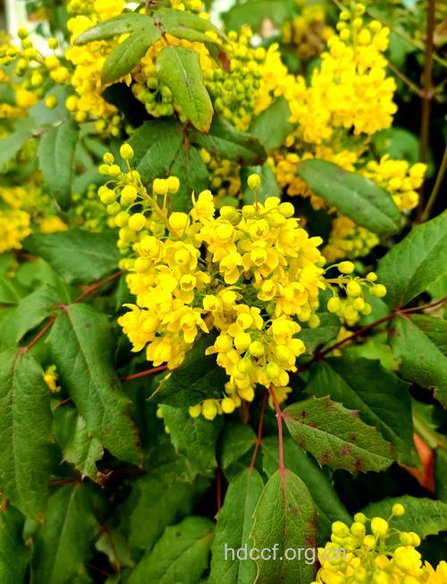 安徽小檗的功效与作用 安徽小檗图片