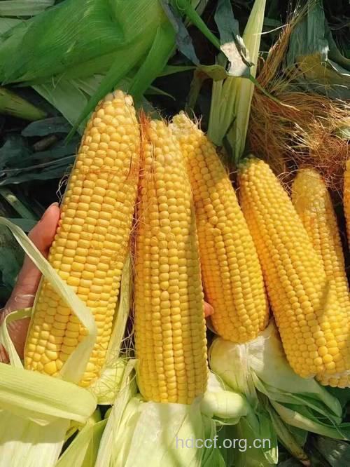 吃黄色玉米可改善视力