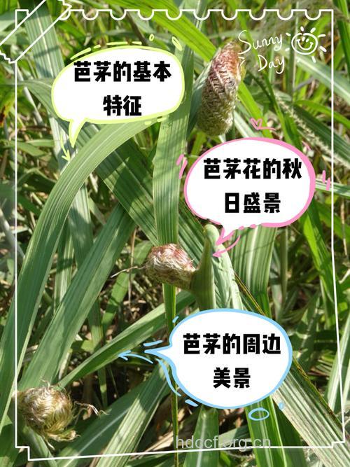 芭茅的功效与作用 芭茅图片