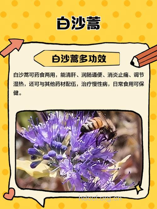 白沙蒿的功效与作用 白沙蒿图片