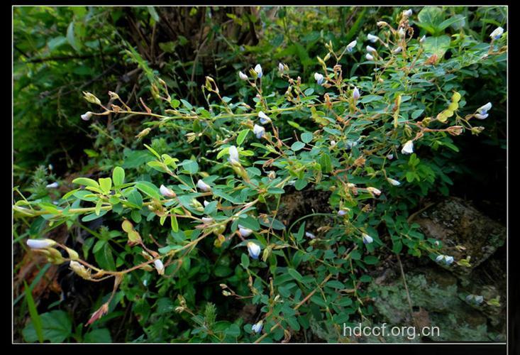 辫子草根的功效与作用 辫子草根图片
