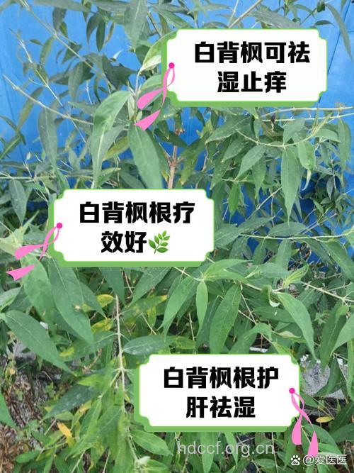 白背枫的功效与作用 白背枫图片