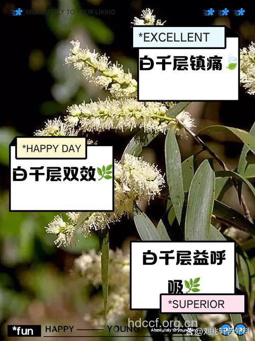 白千层的功效与作用 白千层图片