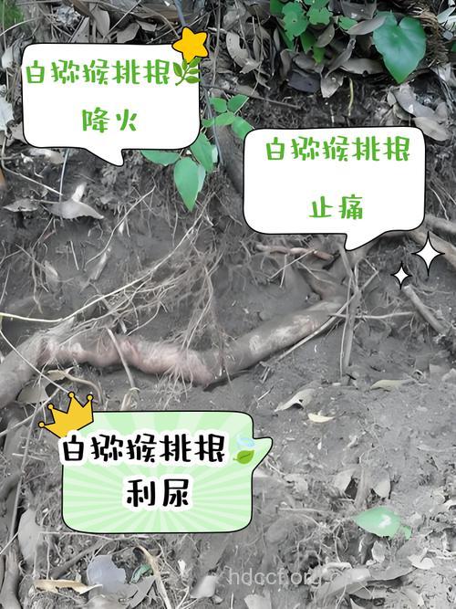 白果根的功效与作用 白果根图片