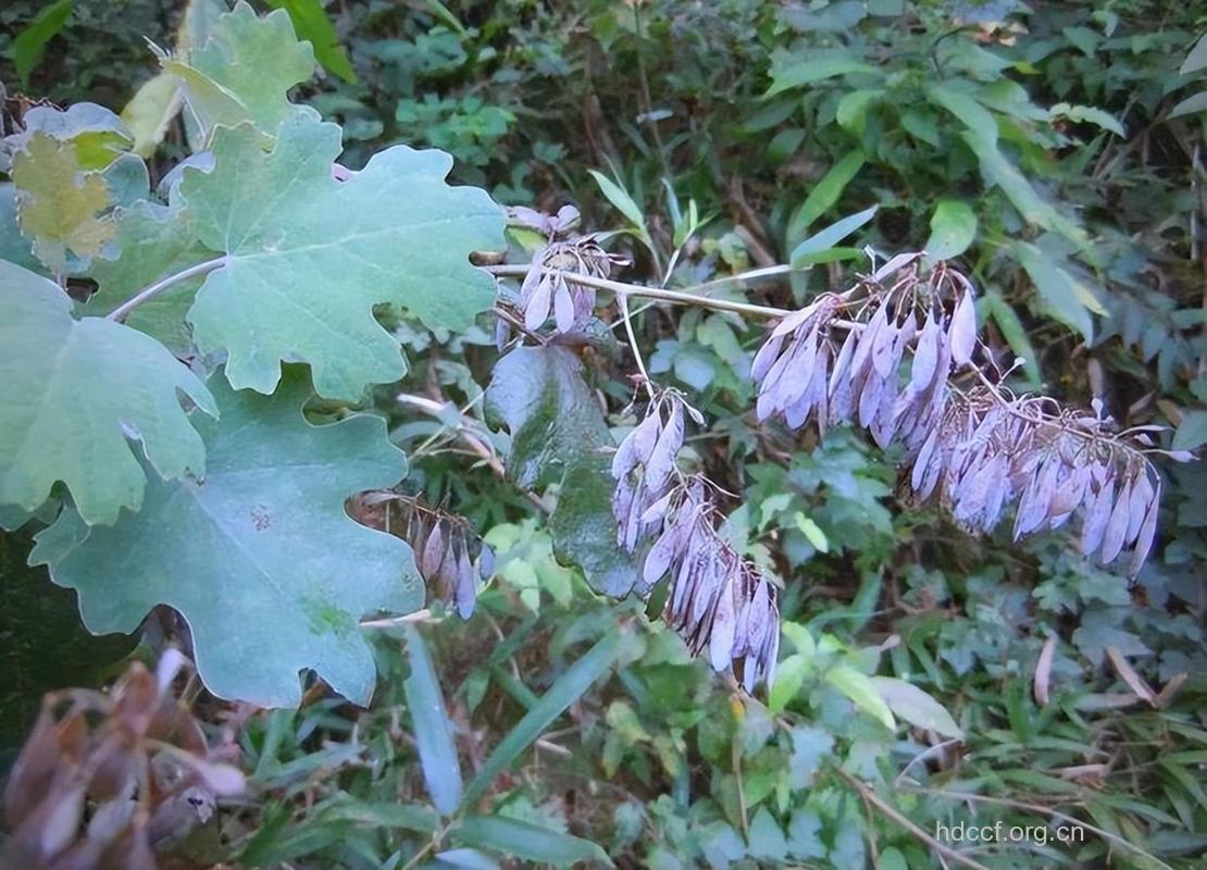 博落回的功效与作用 博落回图片