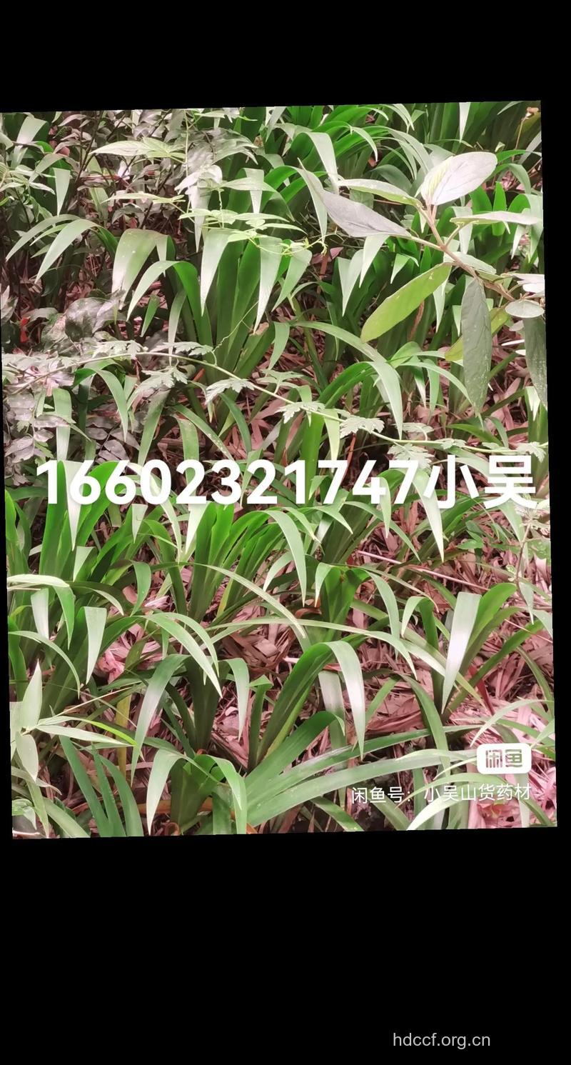 扁竹根的功效与作用 扁竹根图片