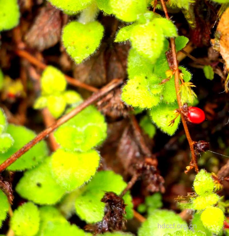 鞭打绣球功效与作用 鞭打绣球图片