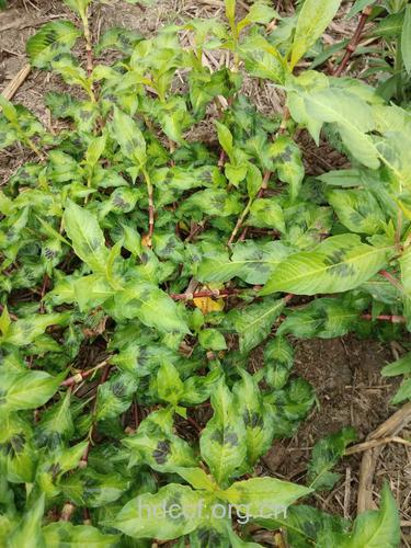 白辣蓼的功效与作用 白辣蓼图片