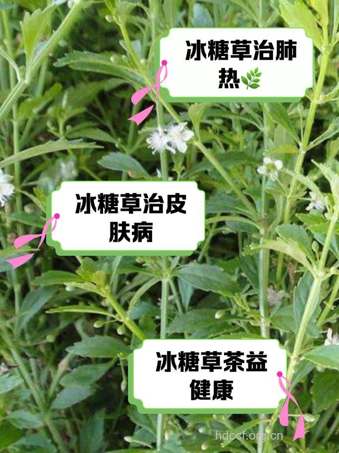 冰糖草的功效与作用 冰糖草怎么吃