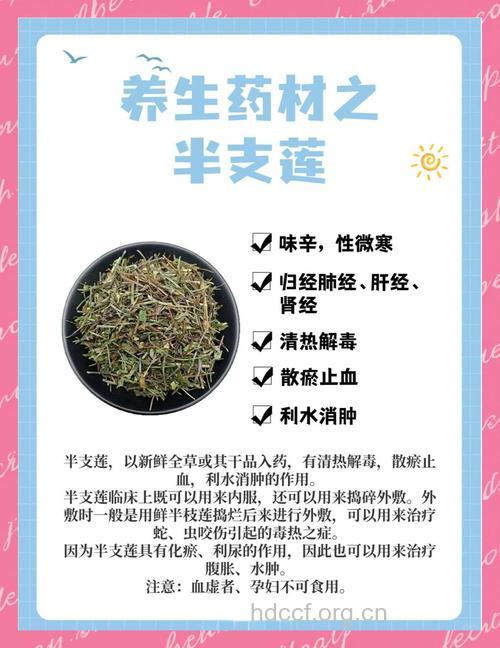 半支莲的功效与作用 半支莲图片