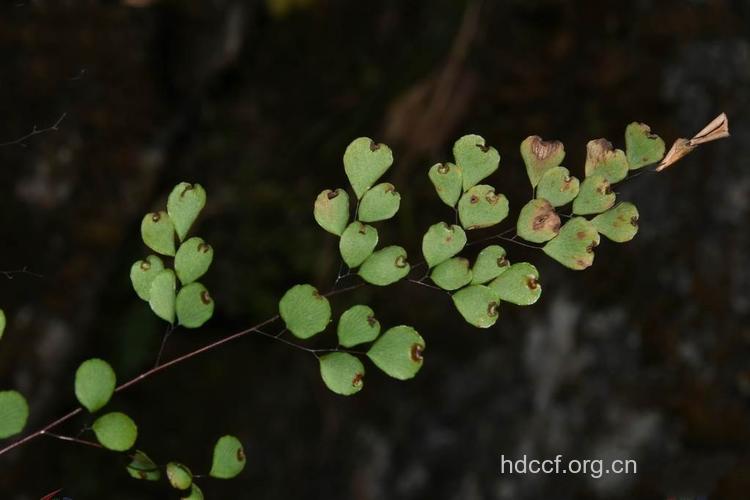 白垩铁线蕨的功效与作用 白垩铁线蕨图片
