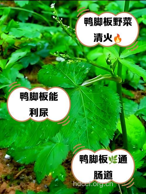 巴掌草的功效与作用